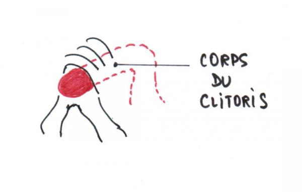Corps du clitoris